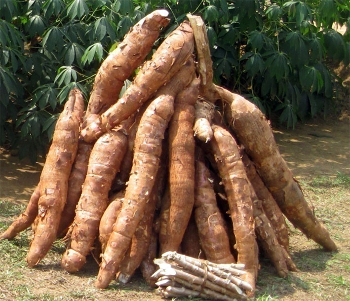 L’amélioration du rendement agricole de manioc en République centrafricaine