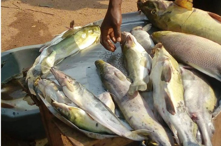 Centrafrique : le poisson frais devient une denrée rare dans le village Boungou 2 à Bria