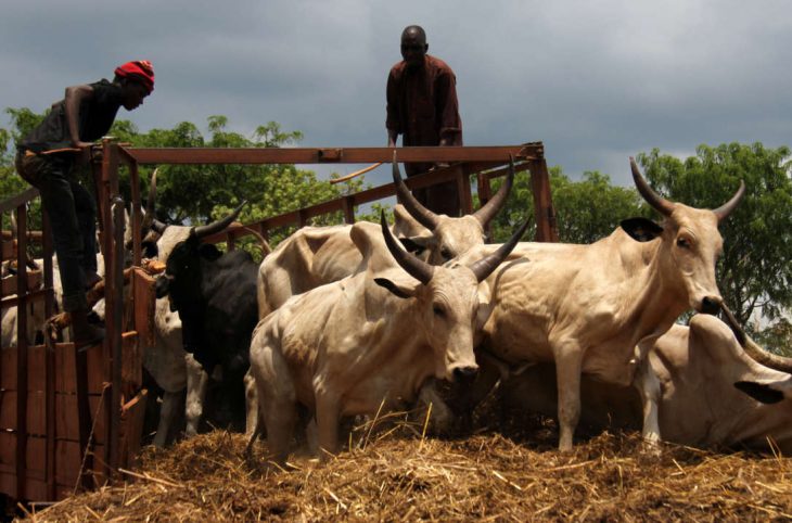 Centrafrique : la viande de bœuf devient rare à Boali