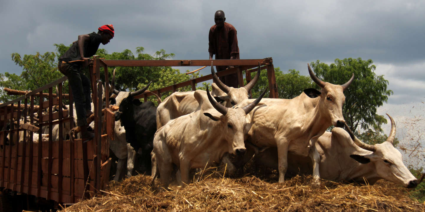 Centrafrique : la viande de bœuf devient rare à Boali