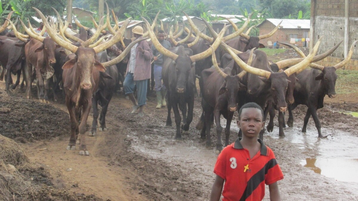 Bangui : des mécontents bloquent la route qui mène à la SEGA