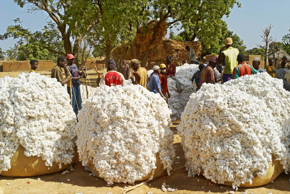 Kémo : La relance de la filière coton en 2020-2021 préoccupe les cotonculteurs