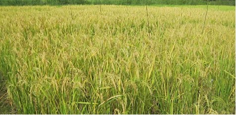La culture du riz irrigué