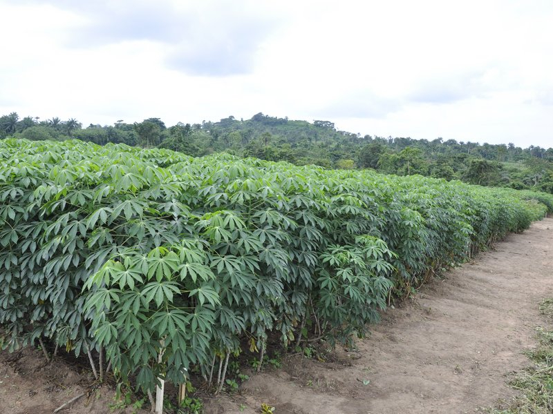 De quelle manière se fait le traitement du manioc après le semis ?