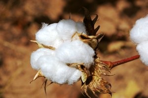 Relance du secteur coton. Une nouvelle usine d’égrenage à Bossangoa