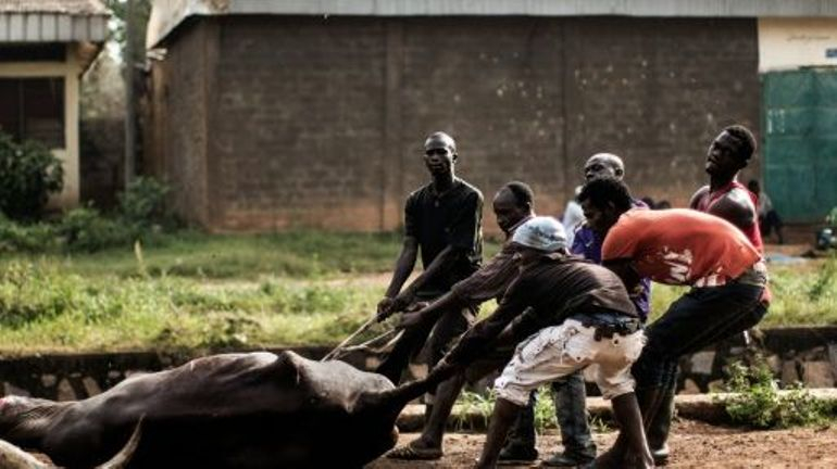 Les abattages clandestins, un phénomène inquiétant à Bangui