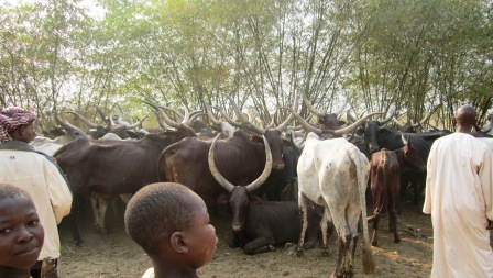 Les bouchers en grève, pénurie de viande de bœuf à Bangui