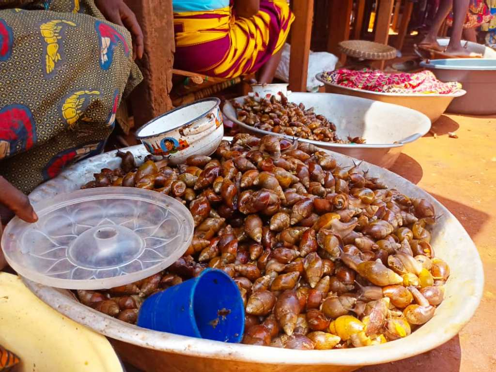 Centrafrique : les escargots inondent les marchés de Nola au grand bonheur des consommateurs