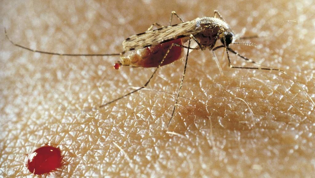 Mag-Santé : « Exploiter l’innovation pour réduire le fardeau du paludisme »