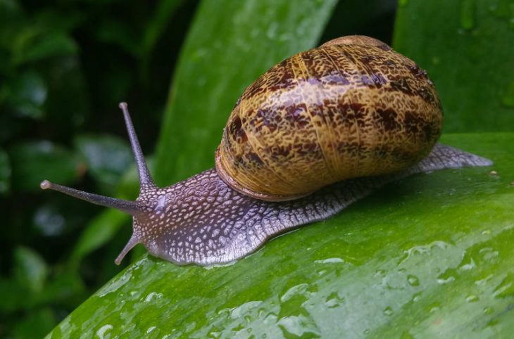 L’élevage d'escargots comestibles au menu du magazine agropastoral