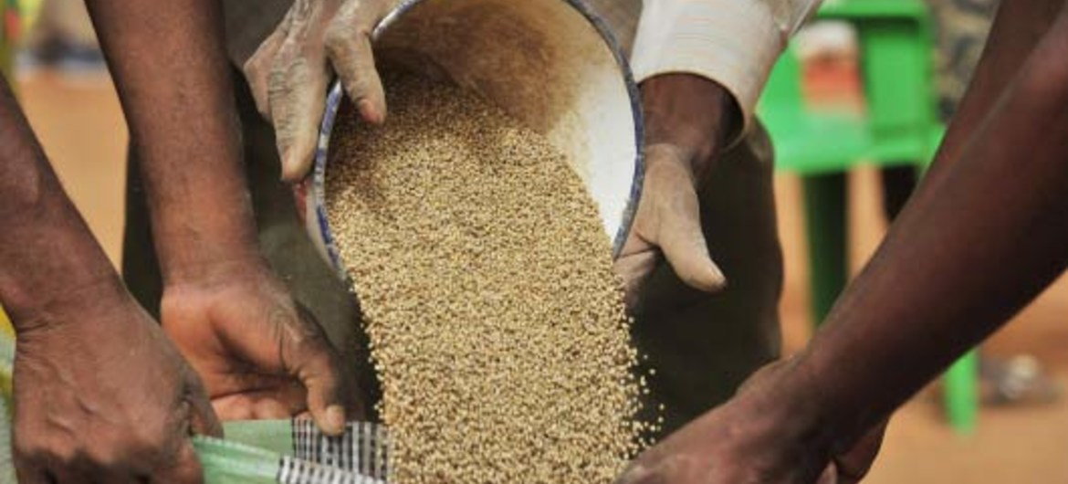 Centrafrique : les agriculteurs de la Vakaga s’inquiètent du manque de semences
