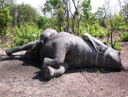 Des éléphants menacés d’extinction à Berberati