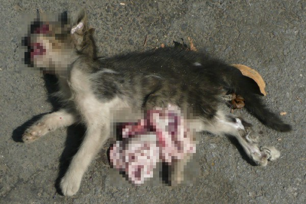 Bangui : Des animaux morts dans le 7ème arrondissement, un animal mystérieux mis en cause