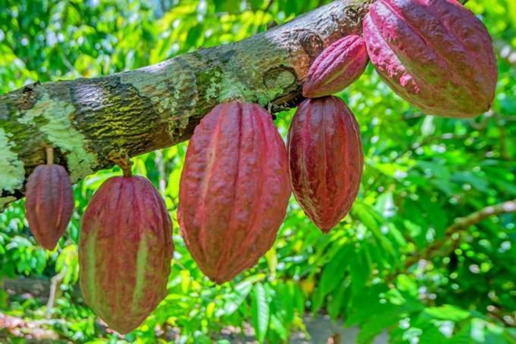 Le magazine agropastoral se penche sur la production du cacao en Centrafrique