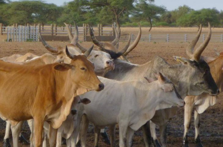 RCA : vers la fermeture du marché à bétail de Imohoro