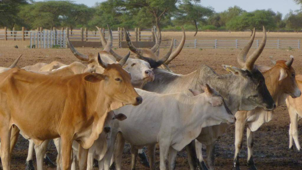 RCA : vers la fermeture du marché à bétail de Imohoro