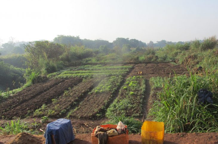 Les maraîchers justifient la rareté de l'amarante amer sur le marché de Bangui