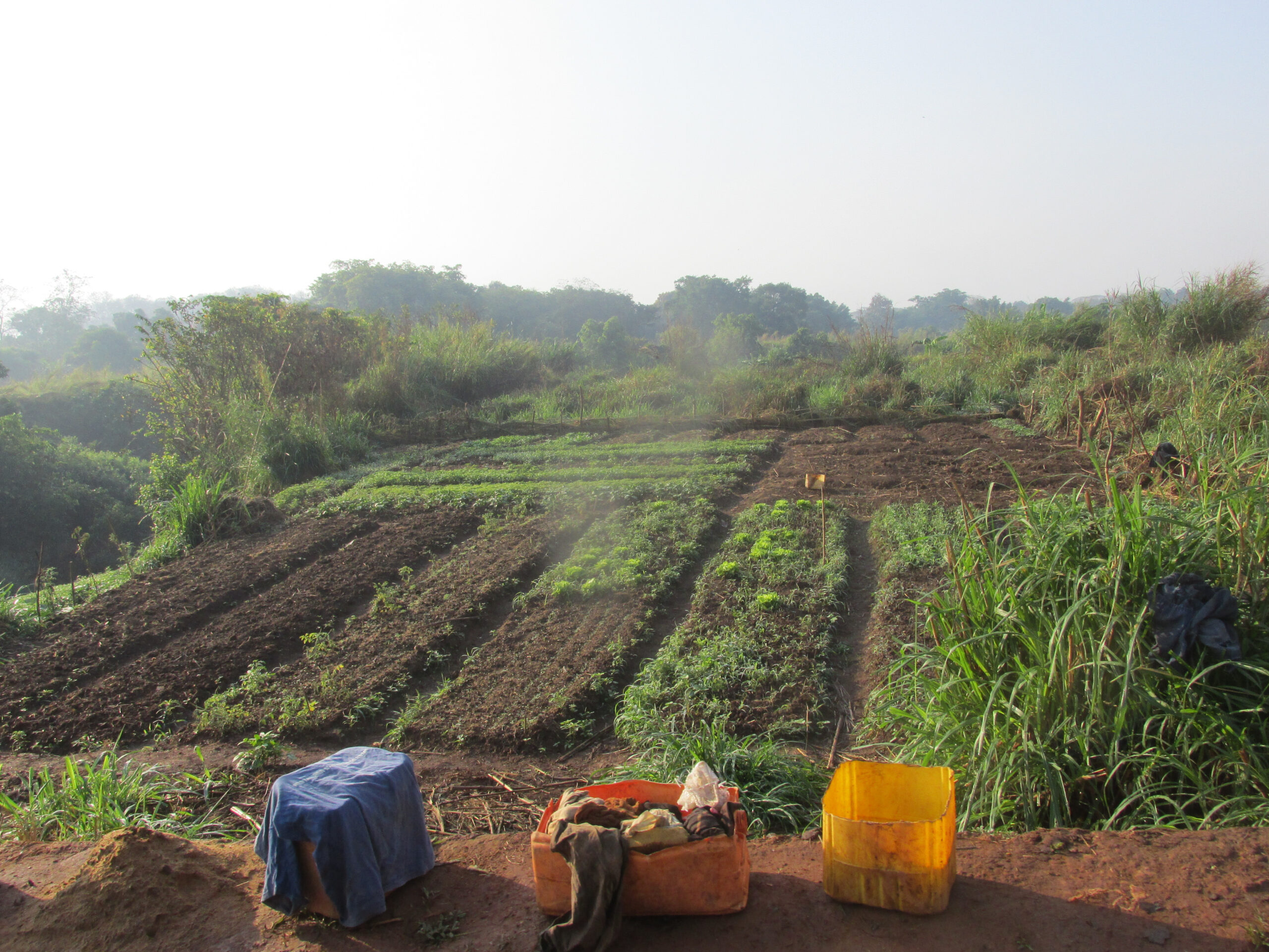 Les maraîchers justifient la rareté de l’amarante amer sur le marché de Bangui