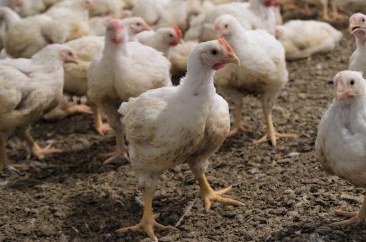 Quelles sont les difficultés liées à l’élevage du poulet de chair ?