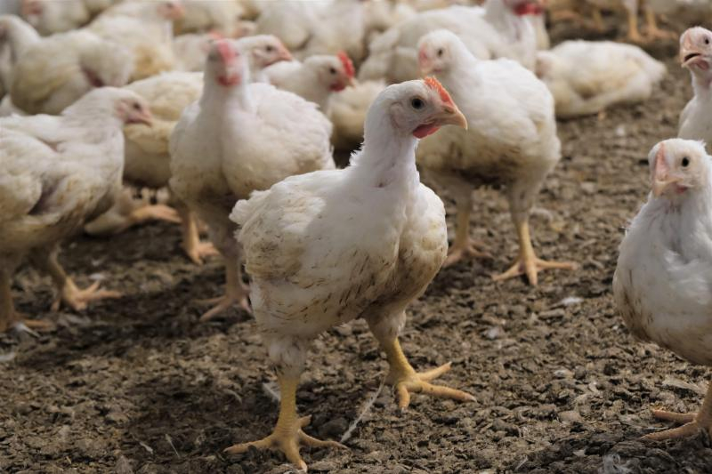 Quelles sont les difficultés liées à l’élevage du poulet de chair ?