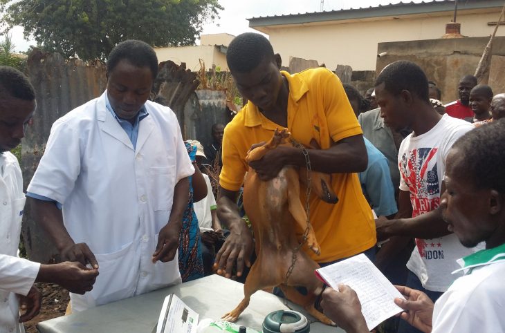 L'importance de la vaccination des animaux domestiques