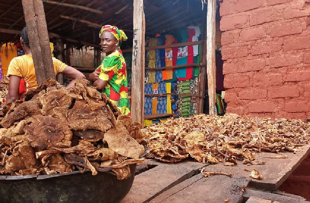 Centrafrique : l’abondance des champignons sur le marché régale les consommateurs banguissois