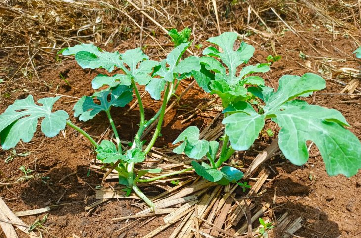 La culture de la pastèque au cœur du Magazine agropastoral