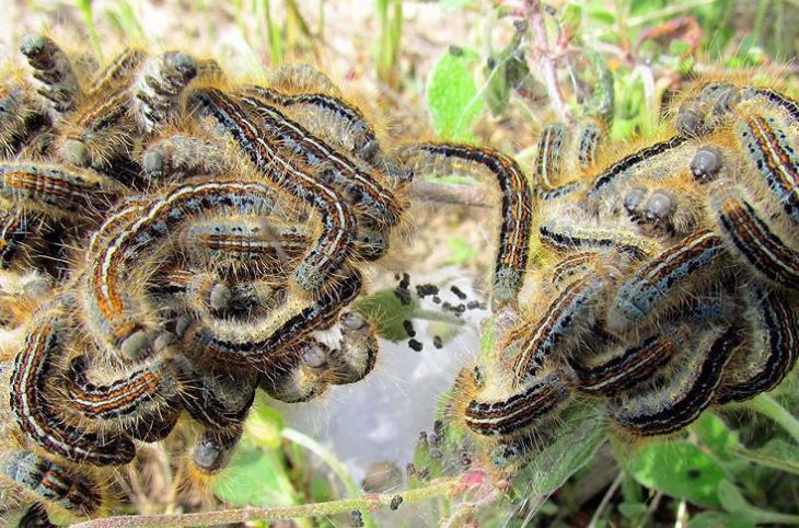 Nana Mambéré : Les chenilles légionnaires menacent la culture dans la sous-préfecture de Bouar