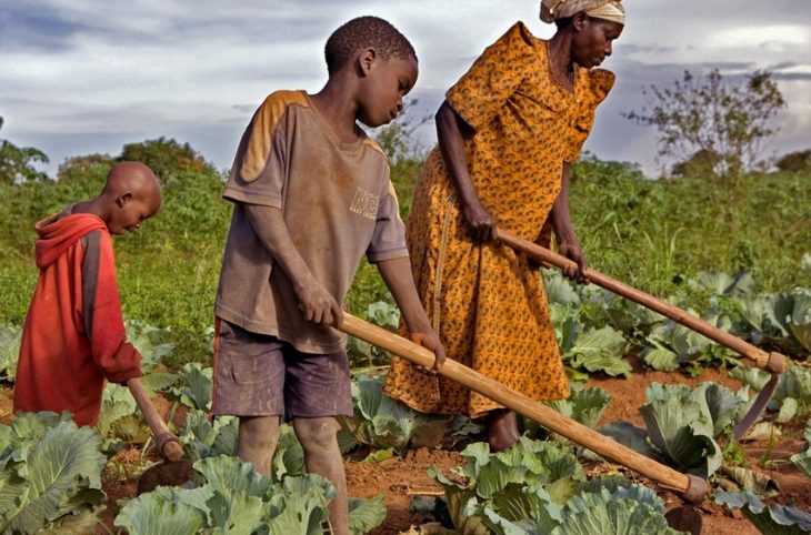 Ernest Gotard Bassédé, Inspecteur central d’agriculture