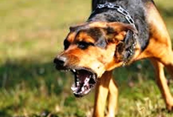 La rage fait six victimes en Centrafrique depuis janvier