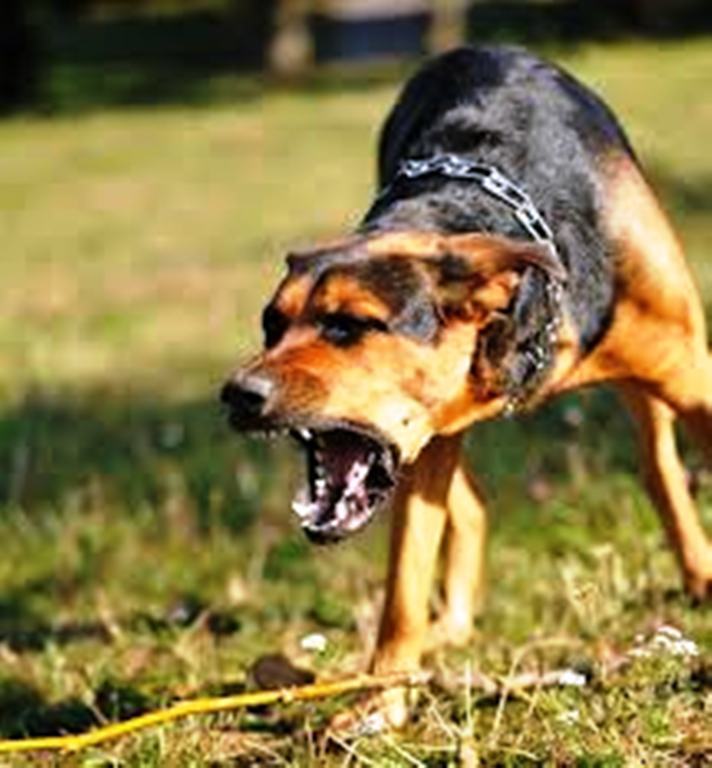 La rage fait six victimes en Centrafrique depuis janvier