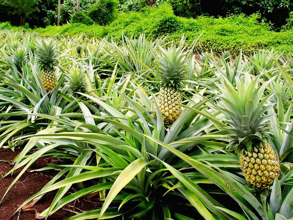 La culture de l’ananas au centre du Magazine agropastoral