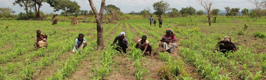 L’importance de l’agriculture en République Centrafricaine