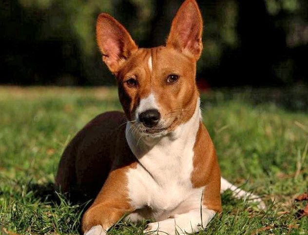 Bangui : chiens domestiques, source de tensions entre propriétaire et passants