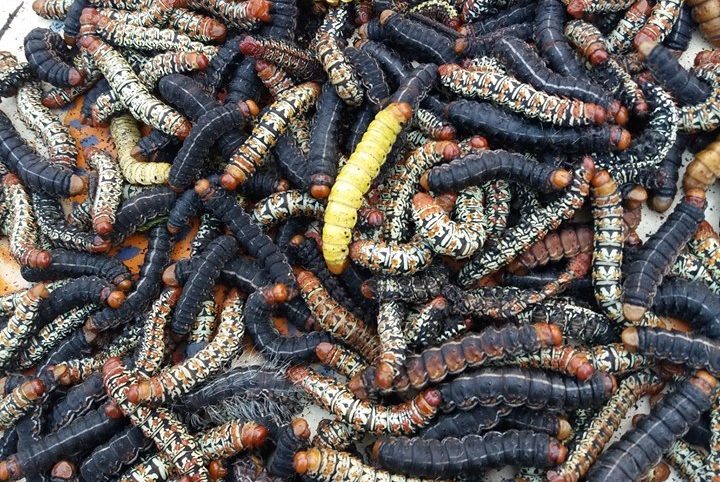 RCA : la vente de chenilles, une activité juteuse sur les marchés à Bangui