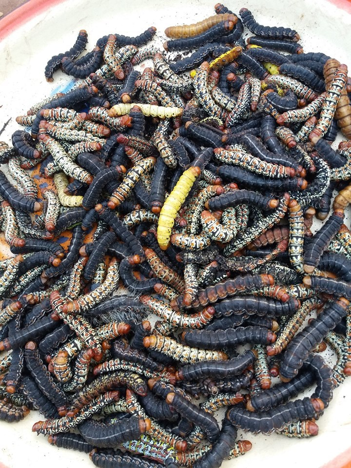 RCA : la vente de chenilles, une activité juteuse sur les marchés à Bangui