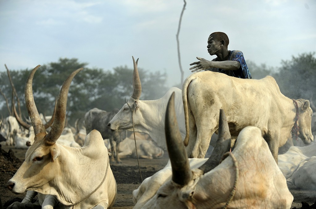 Nana Mambéré : Les éleveurs de Kouï désormais organisés en coopérative