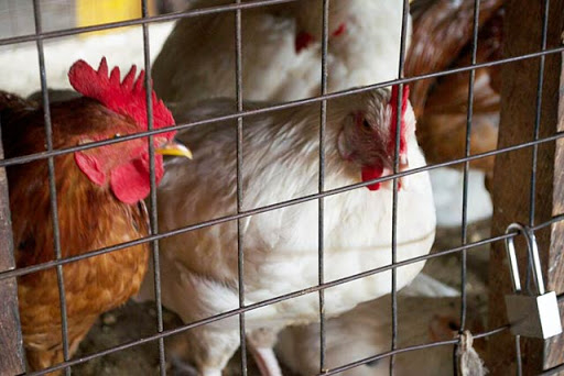 L’élevage de poulet local au menu du Magazine agropastoral