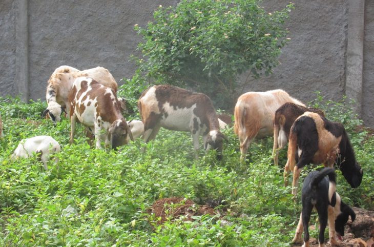 La divagation d'animaux domestiques et d'élevage à Bangui