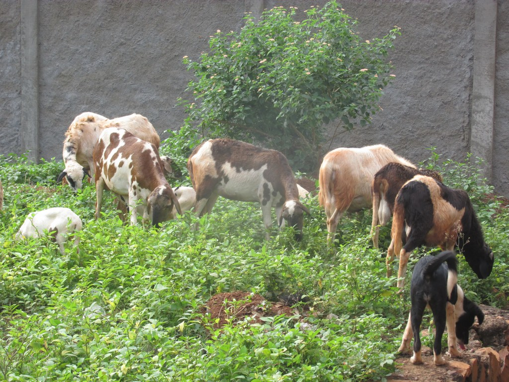 La divagation d’animaux domestiques et d’élevage à Bangui
