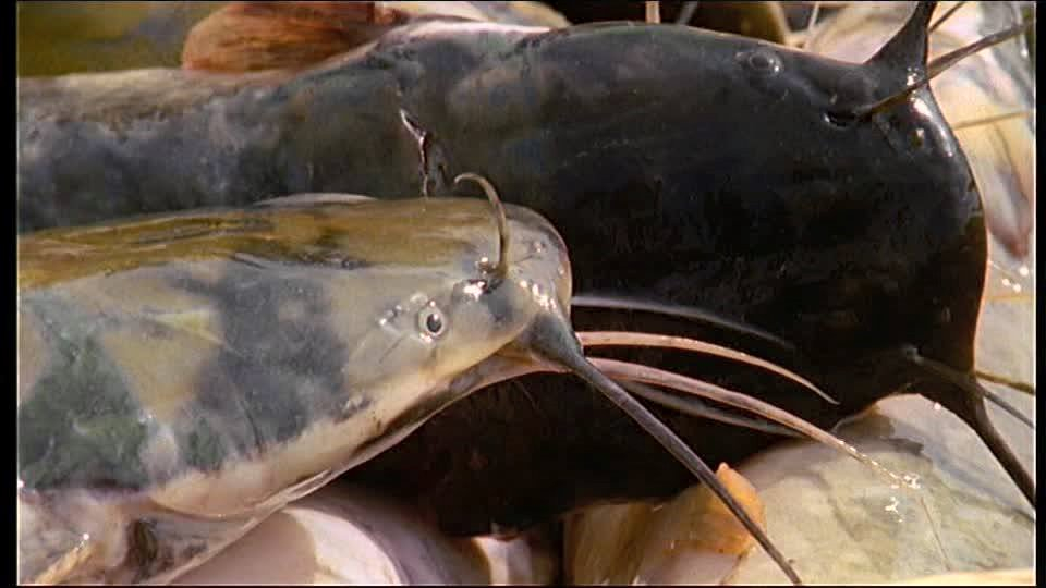 L’élevage du silure au centre du Magazine agropastoral
