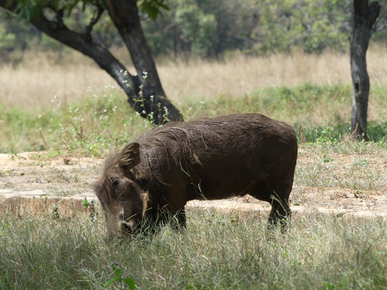 RCA : l’UE appuie la protection de la faune et de la flore du parc Chinko