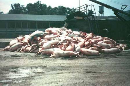 Une épidémie de la peste porcine guette la République Centrafricaine