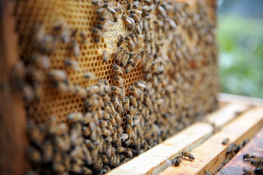 L’élevage des abeilles au cœur du magazine agropastoral