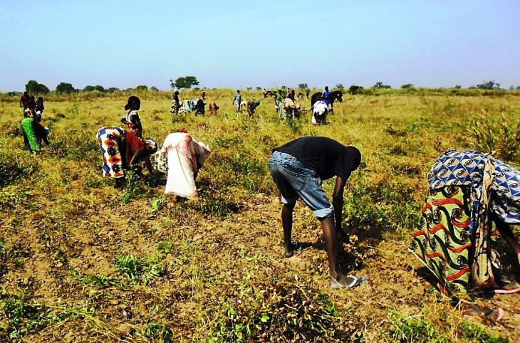 La récolte du maïs et de l’arachide au centre du Mag-agropastoral