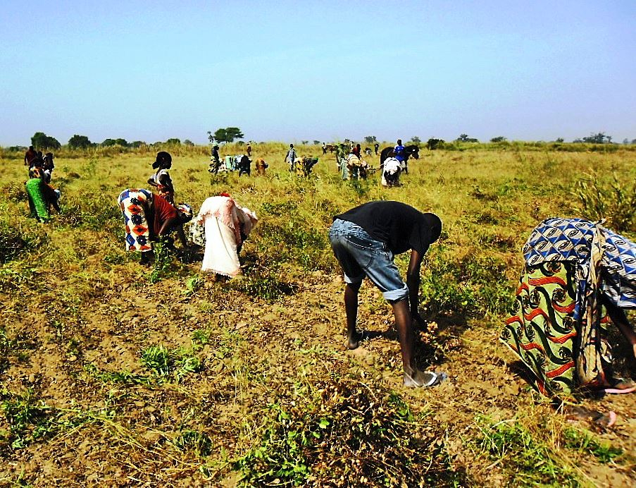 La récolte du maïs et de l’arachide au centre du Mag-agropastoral