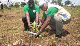 Centrafrique : Faustin Archange Touadera appelle les centrafricains à planter un arbre