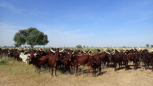 Les succès et défis des éleveurs de bovins en Centrafrique