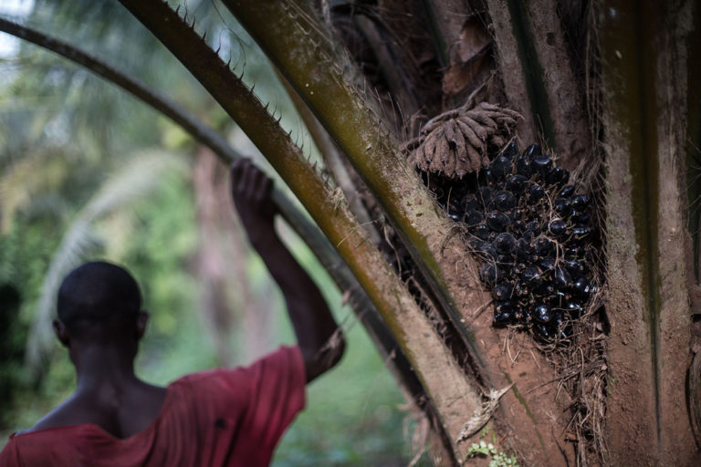 Centrafrique : la fabrication artisanale de l’huile de palme, source de revenus de nombreuses familles à Alindao