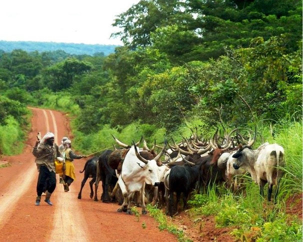 Centrafrique : les commerçants de bétails entre le marteau et l’enclume
